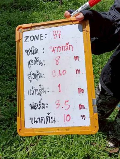 ต้นนางกวัก 10 นิ้ว