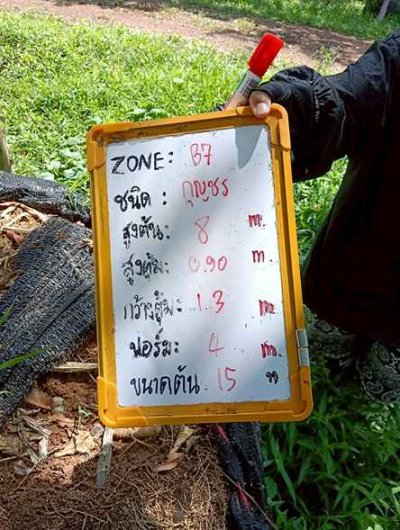 ต้นกุญชร