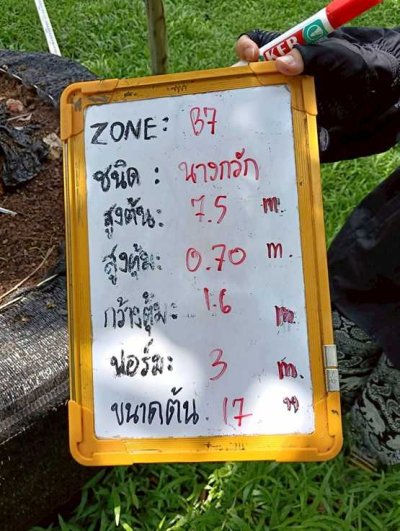 ต้นนางกวัก