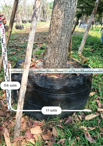 ต้นกระโดน