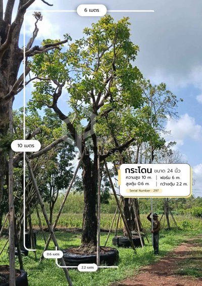 ต้นกระโดน