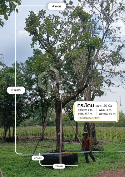 ต้นกระโดน