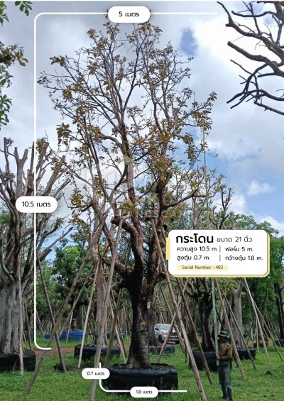 ต้นกระโดน