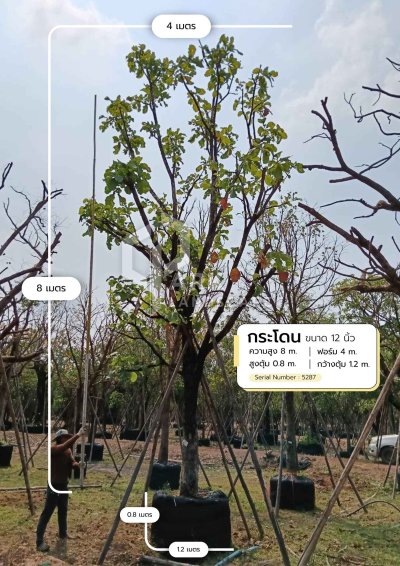 ต้นกระโดน 12 นิ้ว