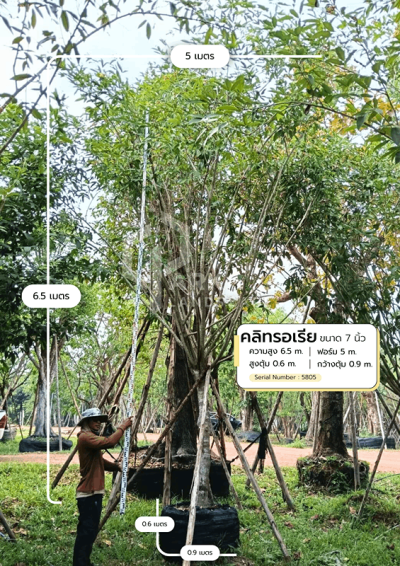 ต้นคลิทรอเรีย 7 นิ้ว SN.5805
