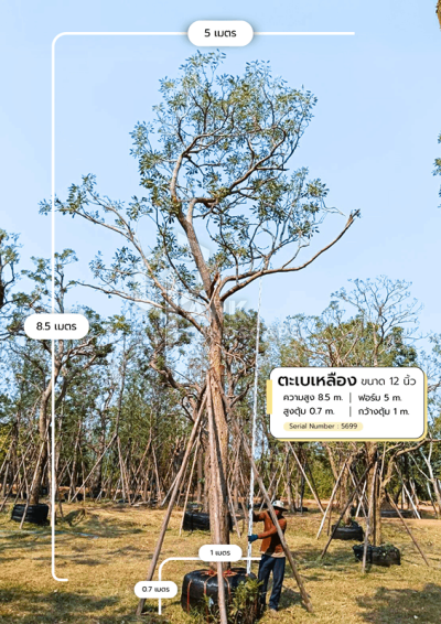 ต้นตะเบเหลือง 12 นิ้ว