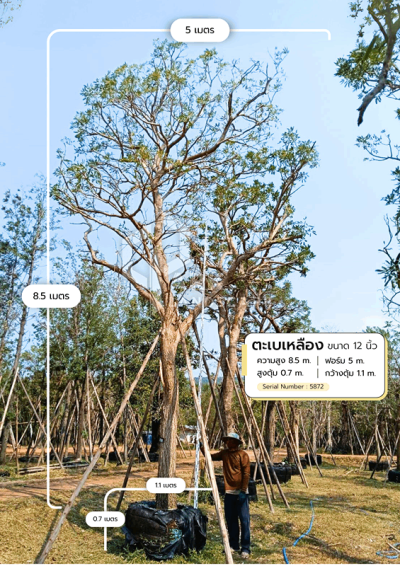 ต้นตะเบเหลือง 12 นิ้ว