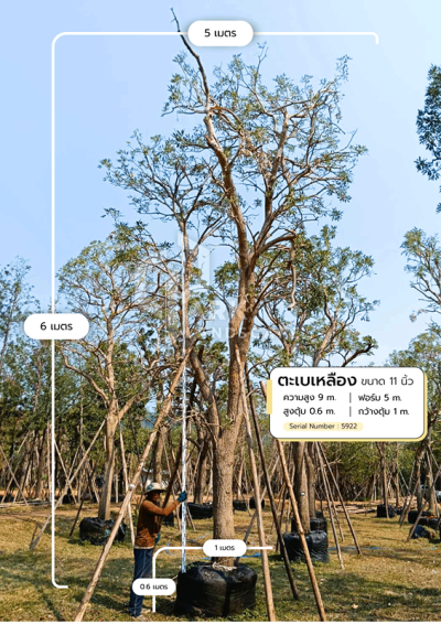 ต้นตะเบเหลือง 11 นิ้ว