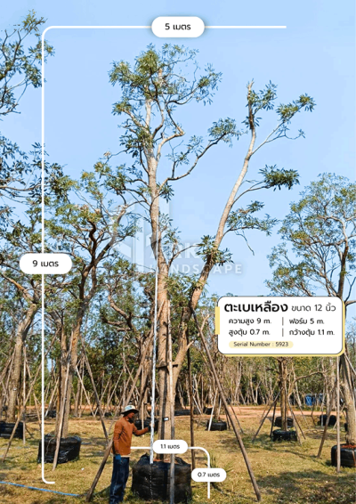 ต้นตะเบเหลือง 12 นิ้ว