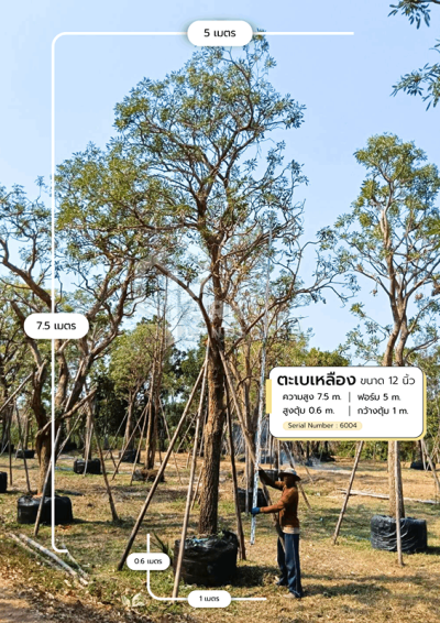 ต้นตะเบเหลือง 12 นิ้ว