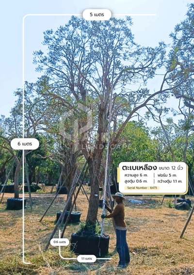 ต้นตะเบเหลือง 12 นิ้ว