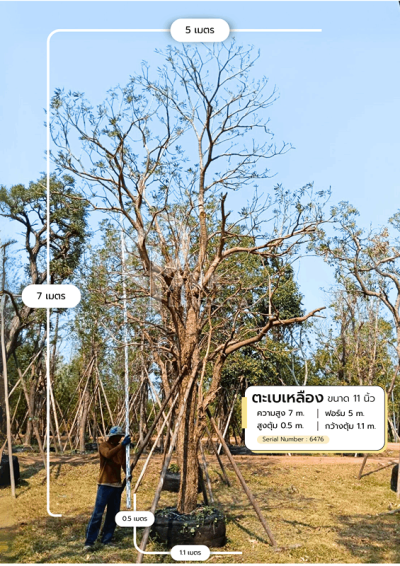 ต้นตะเบเหลือง 11 นิ้ว