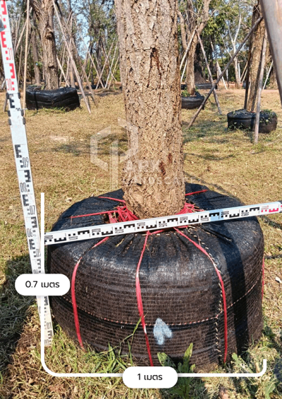 ต้นตะเบเหลือง 12 นิ้ว