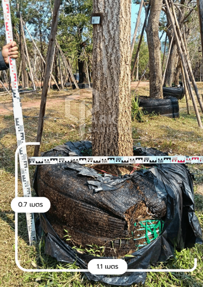 ต้นตะเบเหลือง 12 นิ้ว