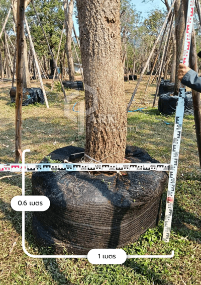 ต้นตะเบเหลือง 11 นิ้ว