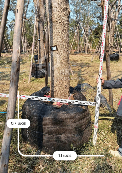 ต้นตะเบเหลือง 12 นิ้ว