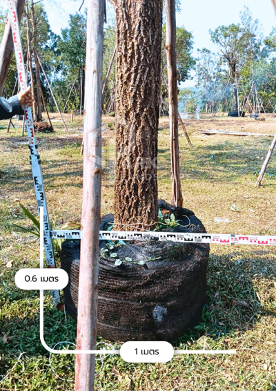 ต้นตะเบเหลือง 12 นิ้ว