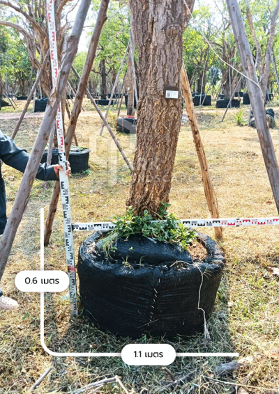 ต้นตะเบเหลือง 12 นิ้ว