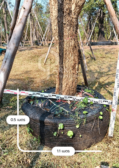 ต้นตะเบเหลือง 11 นิ้ว