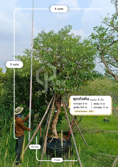 ต้นพุดกังหัน