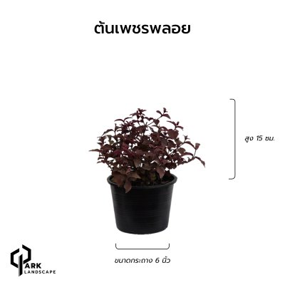ต้นเพชรพลอย สูง 15 เซน.