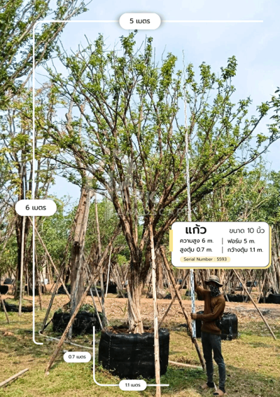 ต้นแก้ว 10 นิ้ว