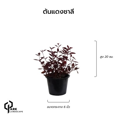 ต้นแดงชาลี สูง 20 เซน.