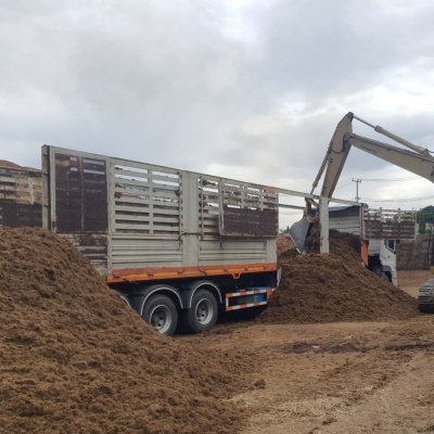 เส้นใยปาล์ม (Palm Fiber)