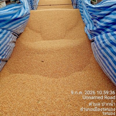 บริการขนส่งข้าวโพดอาหารสัตว์