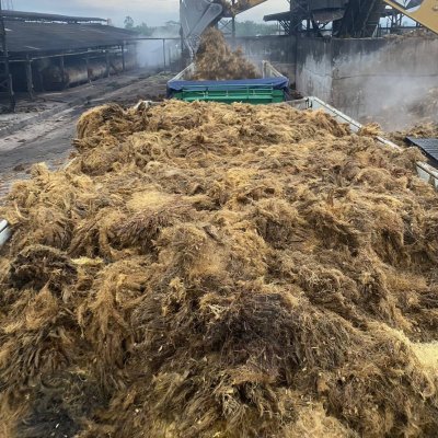 ทะลายปาล์มเปล่า (Empty Fruit Bunch)