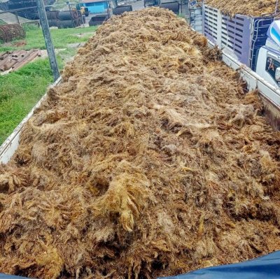 ทะลายปาล์มเปล่า (Empty Fruit Bunch)