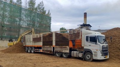 เส้นใยปาล์ม (Palm Fiber)