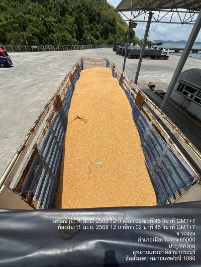 ขนส่งข้าวโพดอาหารสัตว์