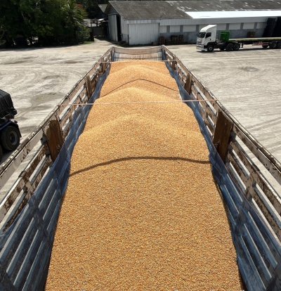 ขนส่งข้าวโพดอาหารสัตว์