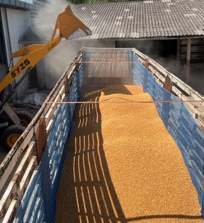 ขนส่งข้าวโพดอาหารสัตว์