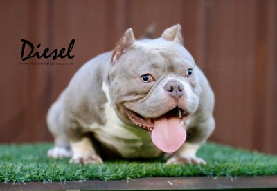 Hobbit Bully Camp DIESEL