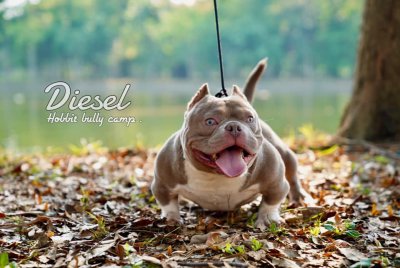 Hobbit Bully Camp DIESEL