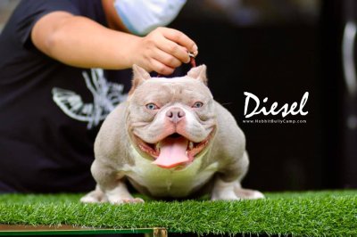 Hobbit Bully Camp DIESEL