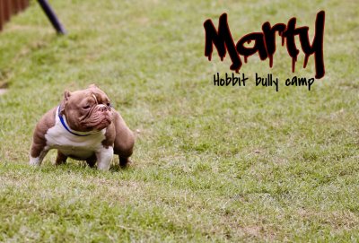 Hobbit Bully Camp MARTY