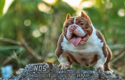 Hobbit Bully Camp NOS