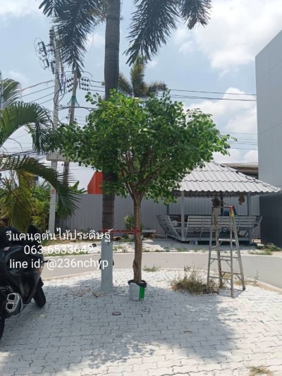 ต้นไทรแก้วประดิษฐ์ สำหรับตกแต่งบ้านและออฟฟิศ