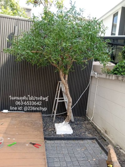 ต้นมะกอกปลอม ต้นมะกอกประดิษฐ์ ต้นโอลีฟปลอม ต้นโอลีฟประดิษฐ์