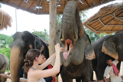 Krabi: Half-day Elephant Sanctuary