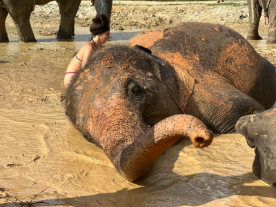 Krabi: Half-day Elephant Sanctuary