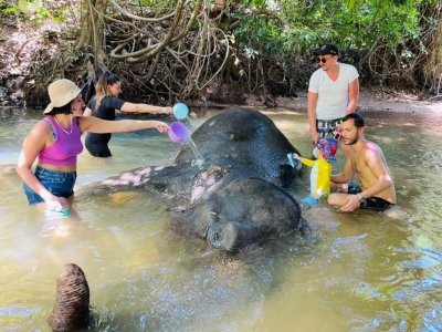 Krabi: Half-day Elephant Sanctuary