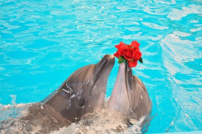 Dolphin Show - Phuket Dolphin Bay