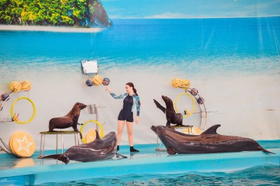 Dolphin Show - Phuket Dolphin Bay