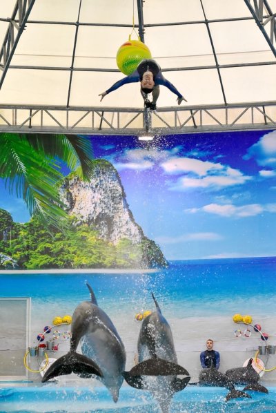 Dolphin Show - Phuket Dolphin Bay