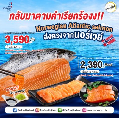 Fresh Norwegian Salmon 4-5 kg ปลาแซลมอนแอตแลนติกสด ทั้งตัว มีหัว จากประเทศนอร์เวย์