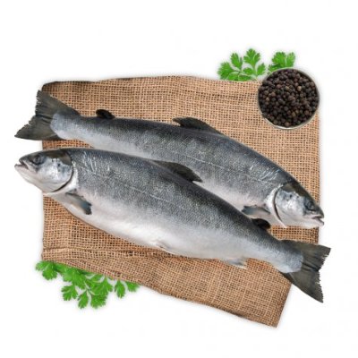 Fresh Salmon Gutted H/On (Norway,Chile) ปลาแซลมอนแอตแลนติกแช่แข็งทั้งตัว มีหัว จากประเทศชิลี